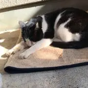 ちゃび子の画像