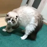 くまみの画像