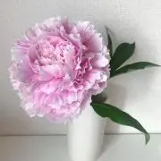 Image of じゅん