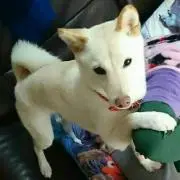 納豆