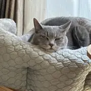 みかんの画像