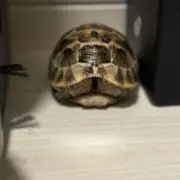 亀きちの画像