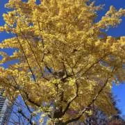 treeemの画像