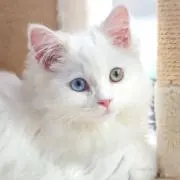 hissyokoの画像