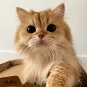 Cattyの画像