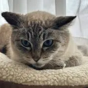 azunekoの画像