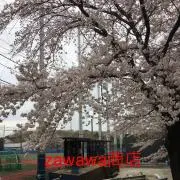 ザワさん
