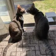ゆきだるまの画像