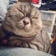 たんたん♡の画像