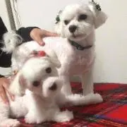 のりへい