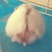 ころすけ。の画像
