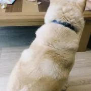 ちゃんの画像