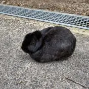 みっぽんの画像