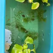 ピッピ