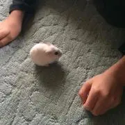 ともちん