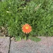 ゆーーの画像