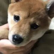 なみの画像
