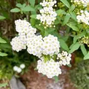 ⭐︎Lui ⭐︎【24時間以内発送】の画像