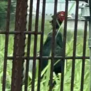 おねえの画像