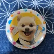 ポメママ