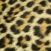 山形のヒョウ