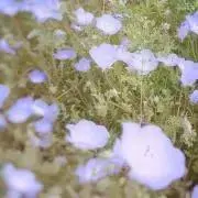 Anna *の画像