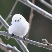 灰原