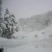 冬森の画像