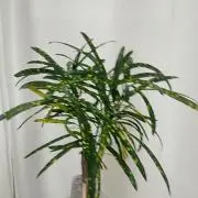 ちいさな本棚の画像
