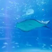 Pすけの画像