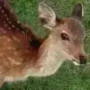 T*の画像
