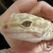 な
