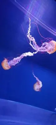 琥珀の画像
