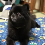 ぴろくま