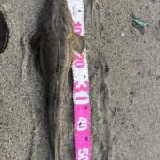 フラットフィッシュ