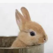 mokoの画像
