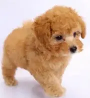 タカショップの画像