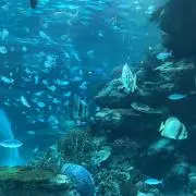 ムラマツ