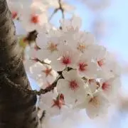 Kaka’akoの画像