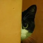 トメちゃの画像