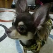 chavi