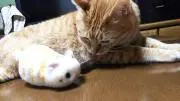 キリノ