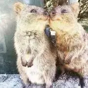 ふるるんの画像