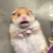 はむの画像