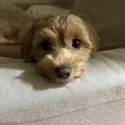 happyの画像