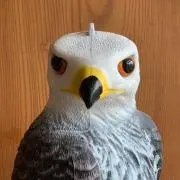 タカの画像