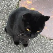 めりたの画像