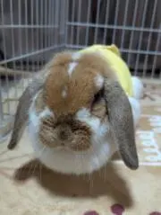 hanako♪の画像
