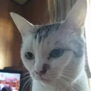 チビ