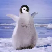 darumaの画像